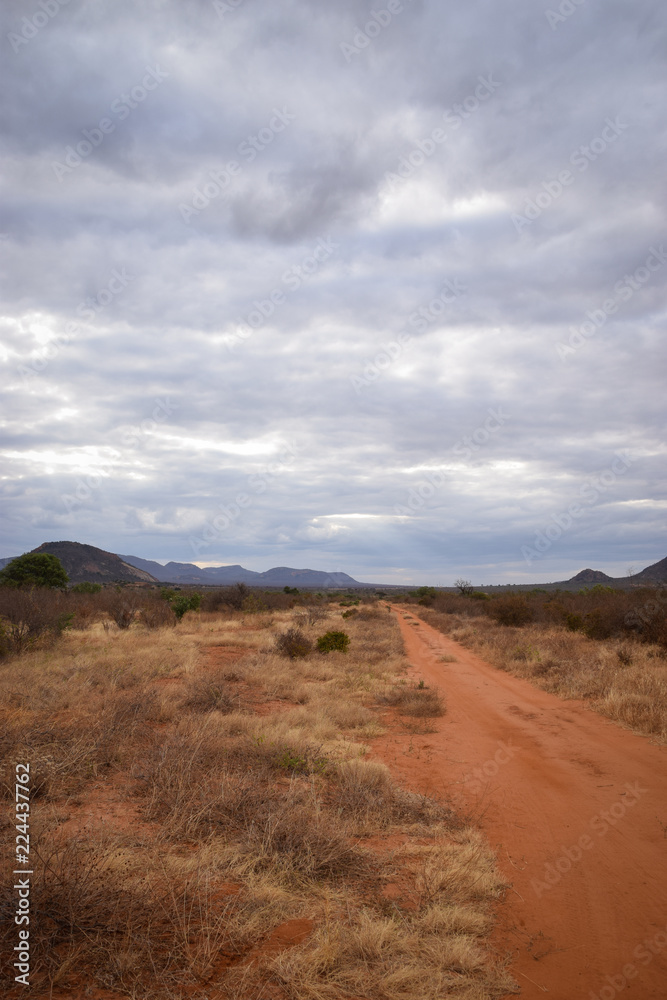 Tsavo East Kenya, Baum, National Park, Savanne, Wüste,gräser
