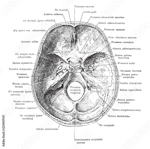 Base of Skull from Within, vintage illustration.