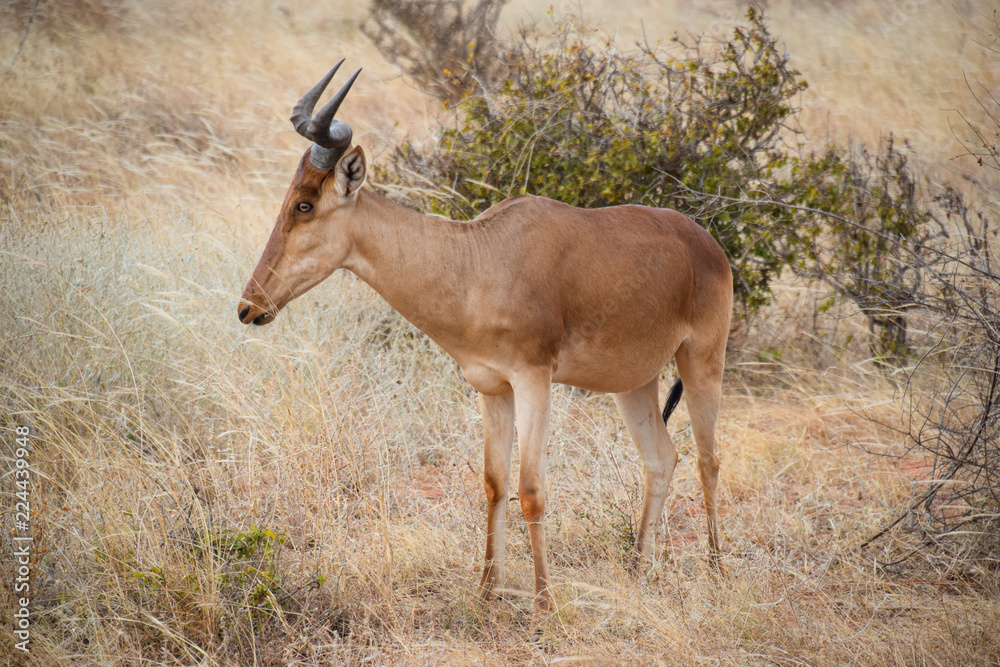 Obraz premium Gazelle im Tsavo East National Park, Gazella, Animali, Afrika, Tsavo East, Dschungel, steppe 