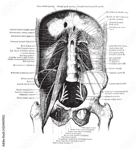 Muscles of the Abdominal Wall, vintage illustration.