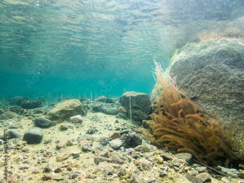 Underwater landscape with stones and water-milfoil plants.