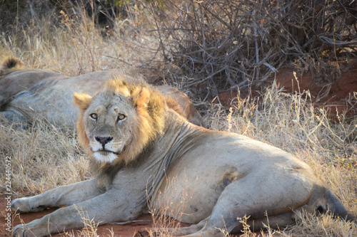 Fototapeta Naklejka Na Ścianę i Meble -  Panthera leo,Löwe, Kenia, Tsavo east, Löwen schläft, Lion, liegen, schlafen, gefressen, morgens, Nahaufnahme, stieren
