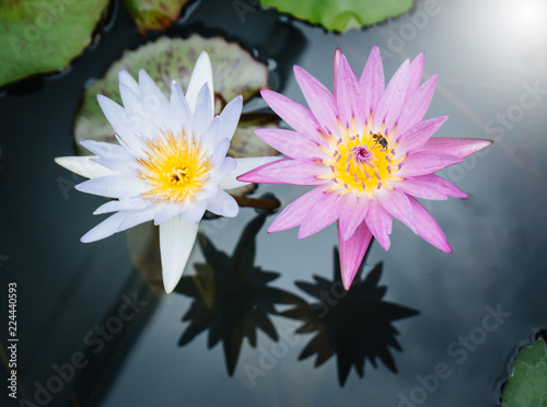 Beautiful lotus in pond.