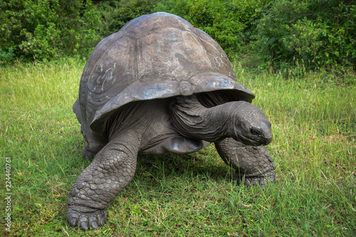 Schildkröte, Alt, Turtel, Träge, fressen, Groß, 100 Jahre, Kenia