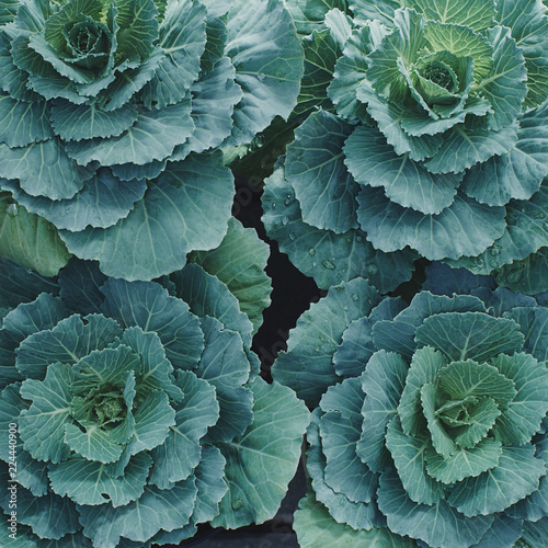 Decorative cabbage in the garden, autumn harvest, top view, selective focus © Irina