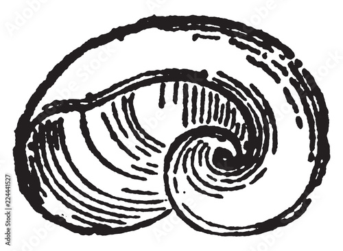 Vitrina Fasciata, vintage illustration.