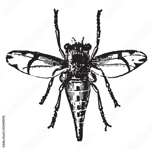 Female Horse Fly Estrus Equi, vintage illustration.