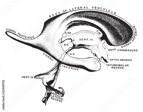 Ventricles of the Brain, vintage illustration