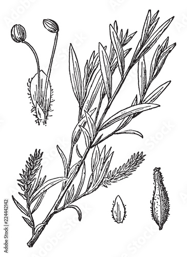 Willow Branch vintage illustration.