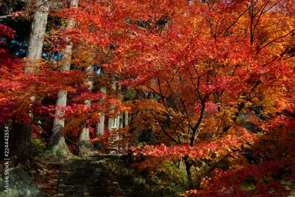 秋のモミジ/清水寺の紅葉
