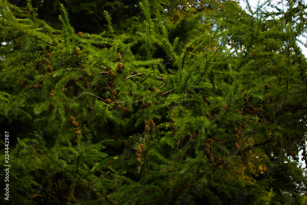 abies, background, backgrounds, beautiful, beauty, blurred, branch, branches, brown, christmas, closeup, color, cone, cones, conifer, coniferous, decoration, detail, evergreen, fir, flora, forest, fre abies, background, backgrounds, beautiful, beauty, blurred, branch, branches, brown, christmas, closeup, color, cone, cones, conifer, coniferous, decoration, detail, evergreen, fir, flora, forest, fre