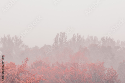 Landscape with trees in heavy summer rainstorm © Wingedbull