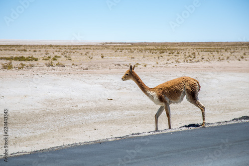 Alpaga Vigogne le bord de la route en Patagonie du Chili faune animal mammifère  © Loïc Bourgeois