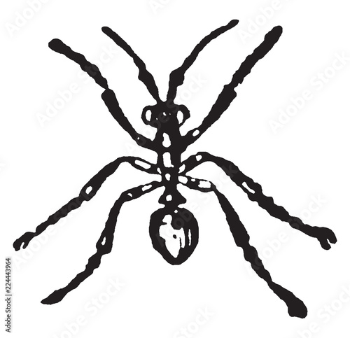 Worker Ash Black Ant, vintage illustration.