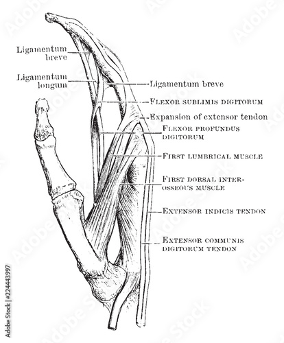 Finger Tendons, vintage illustration