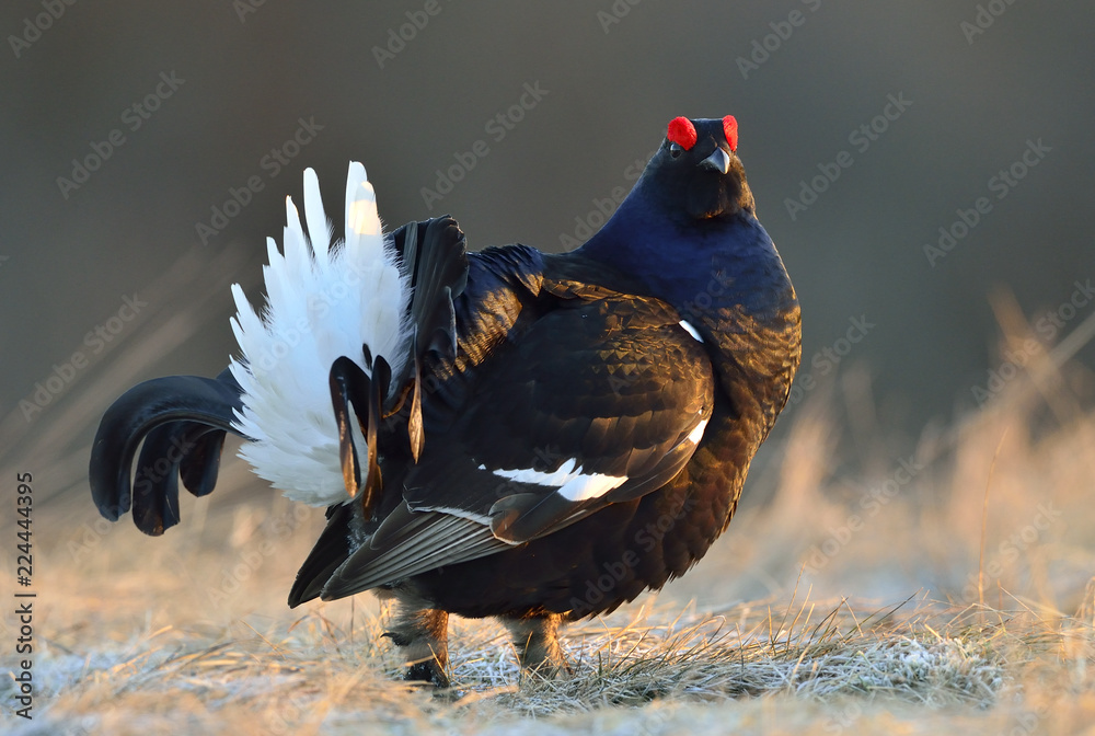 Male of a Black Grouse at Lek. Scientific name : Tetrao Tetrix. Closeup Portrait. Picture at a short distance. Early Spring. Russia. Male of a Black Grouse at Lek. Scientific name : Tetrao Tetrix. Closeup Portrait. Picture at a short distance. Early Spring. Russia.
