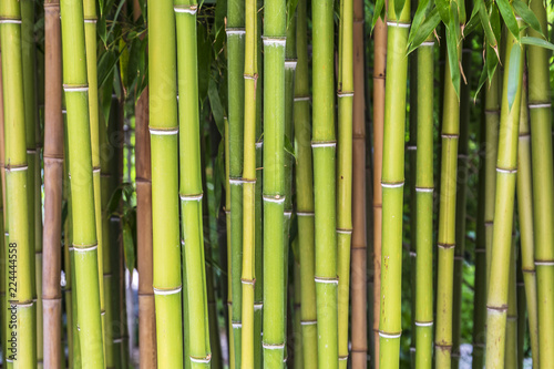 Bamboo plant background