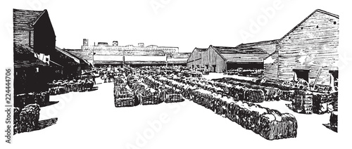 Cotton Centennial, vintage illustration.
