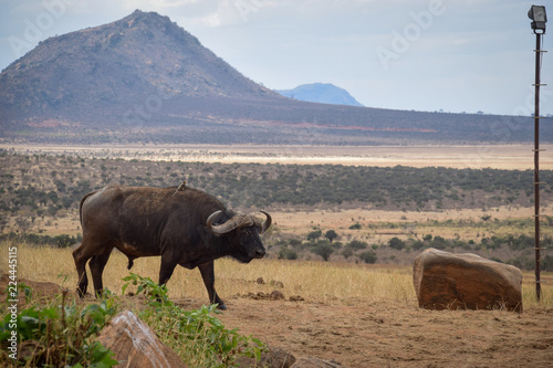 Büffel in Tsavo East National Park Kenya, Kenia, Savanne  photo
