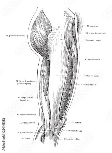 Lateral View of the Superficial Muscles of the Thigh, vintage illustration.