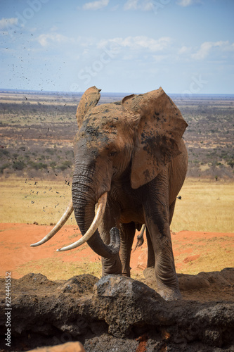 Elephants in the Tsavo East National Park, Elephant, Elefant, Schlamm, Schlammt sich ein, Wasserloch, Trinken   © mkstudio001