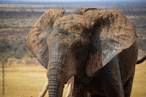 Elephants in the Tsavo East National Park, Elephant, Elefant, Schlamm, Schlammt sich ein, Wasserloch 