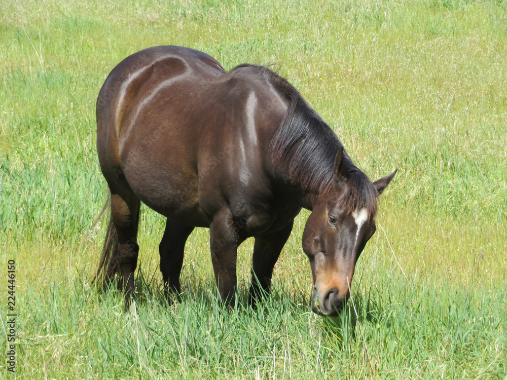 thoroughbred, horse, racing, blaze, warooka, brumby, grazing, field thoroughbred, horse, racing, blaze, warooka, brumby, grazing, field