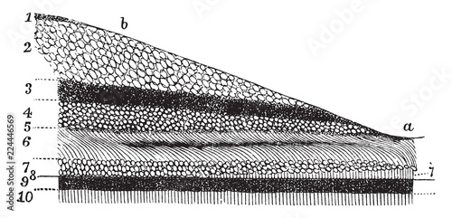 Layers of the Retina, vintage illustration.