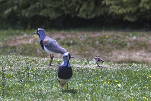 A wonderful Southern Lapwing bird standing taking care of its baby bird at Rupanco Lake in the South of Chile and amazing place for seeing aquatic wild life inside a wild environment photo