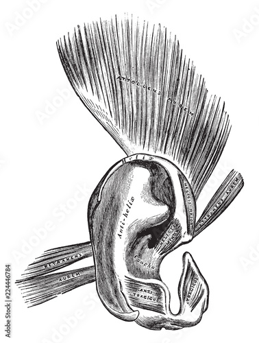 Muscles of the Pinna, vintage illustration.