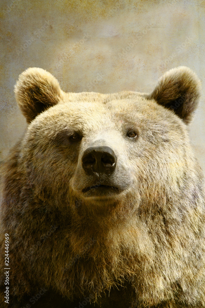 Brown bear portrait on old paper background