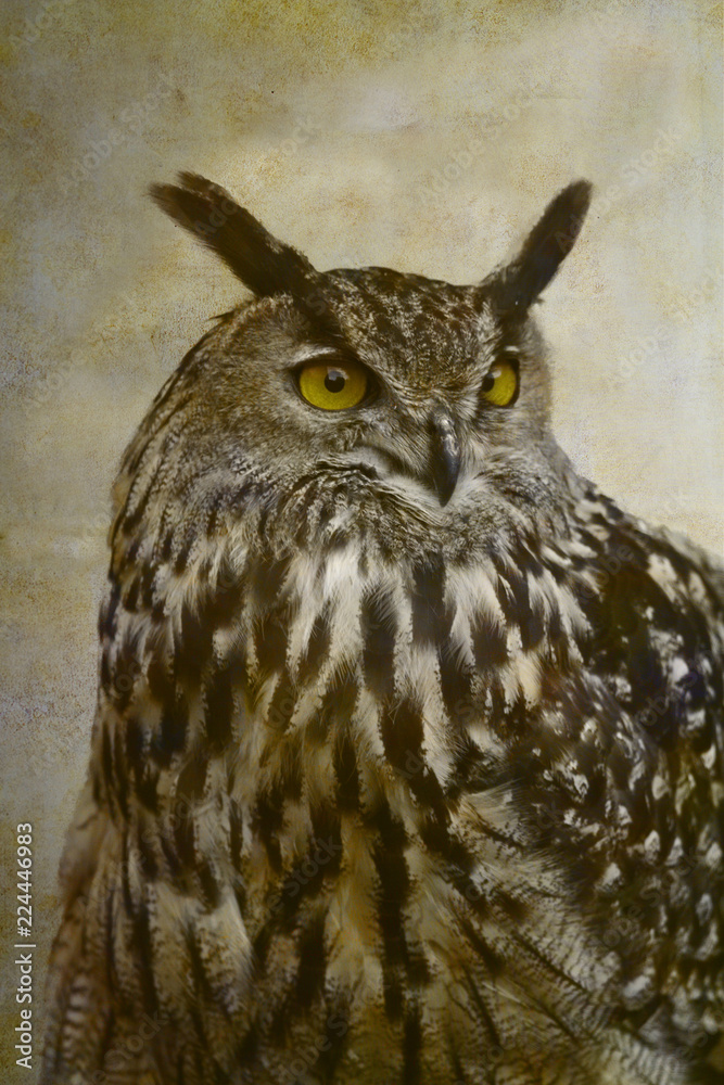 Eurasian eagle-owl portrait on old paper background Eurasian eagle-owl portrait on old paper background