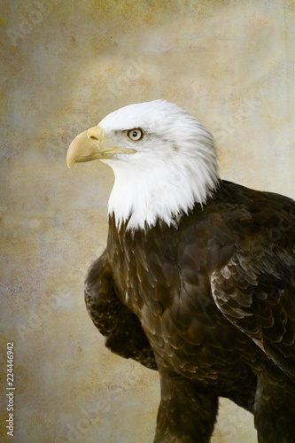 Bald eagle portrait on old paper background