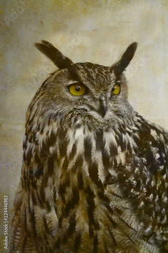 Eurasian eagle-owl portrait on old paper background