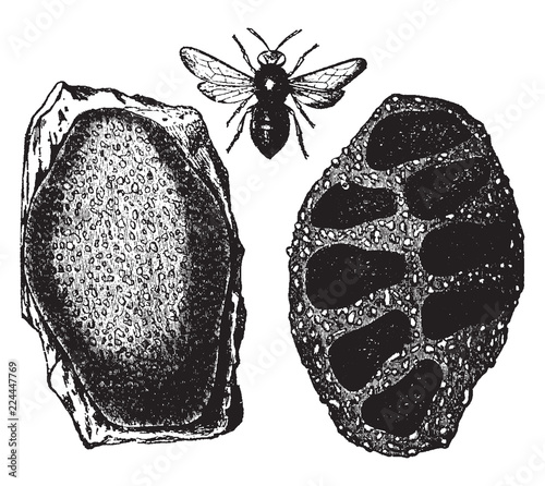 Mason Bee and Nest, vintage illustration.