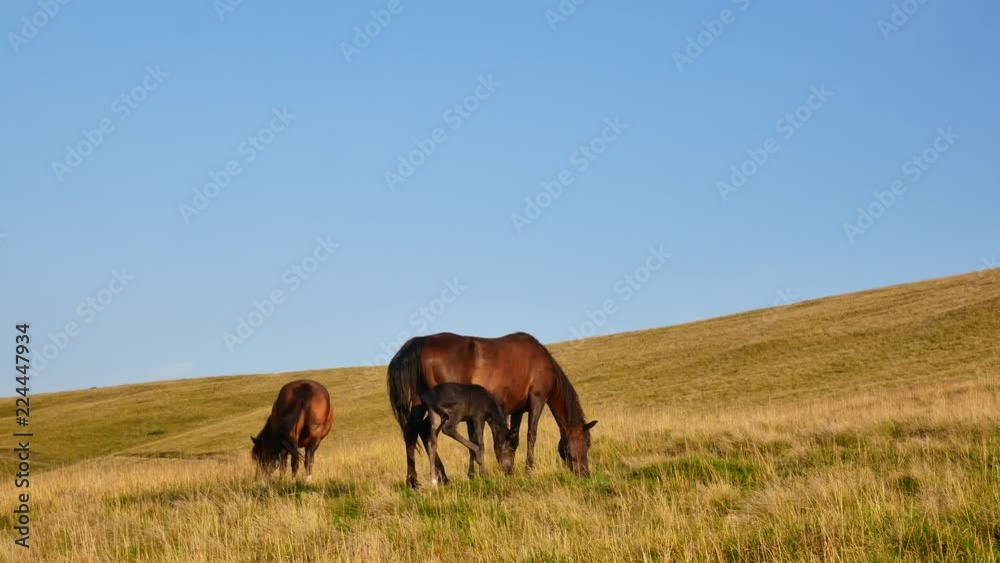 A family of horses grazes in the mountains. Mom, Dad and Child in the Carpathians A family of horses grazes in the mountains. Mom, Dad and Child in the Carpathians