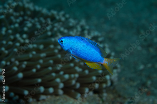 Blue Devil Damsel Fish