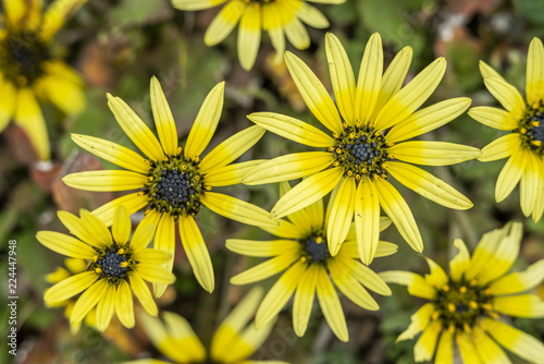 A yellow Arctotheca Calendula  flower with its pistils  pollen and leaves isolated in Central Chile at the new   uble Region  old Bio Bio region changed recently 