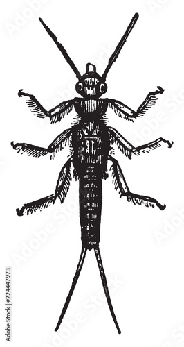 Larva of Perla Marginata, vintage illustration.