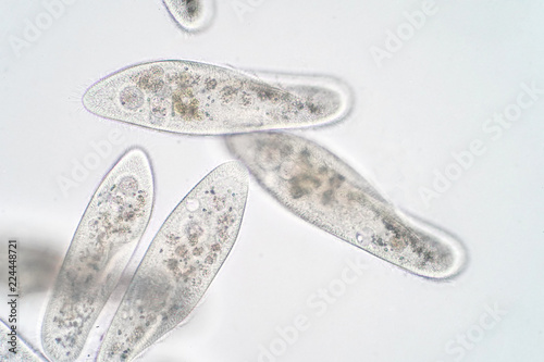 Paramecium caudatum is a genus of unicellular ciliated protozoan and Bacterium under the microscope photo