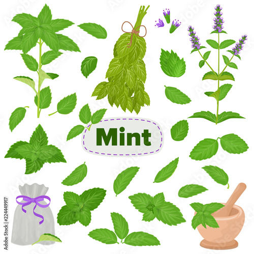 Mint vector spearmint leaves menthol aroma and fresh peppermint herb illustration set of herbal green plant leaf food ingredient isolated on white background