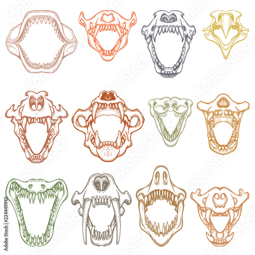 Animals mouth vector open boney jaw with teeth or fangs of roaring animals angry shark and aggressive crocodile illustration set skeleton of animalistic beast isolated on white background