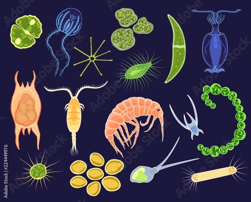 Plankton vector aquatic phytoplankton and planktonic microorganism under microscope in ocean illustration set of micro cell organism in microbiology underwater sea isolated on background photo