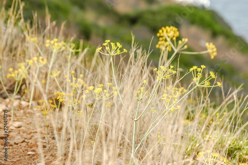 Dry Landscape Countryside photo