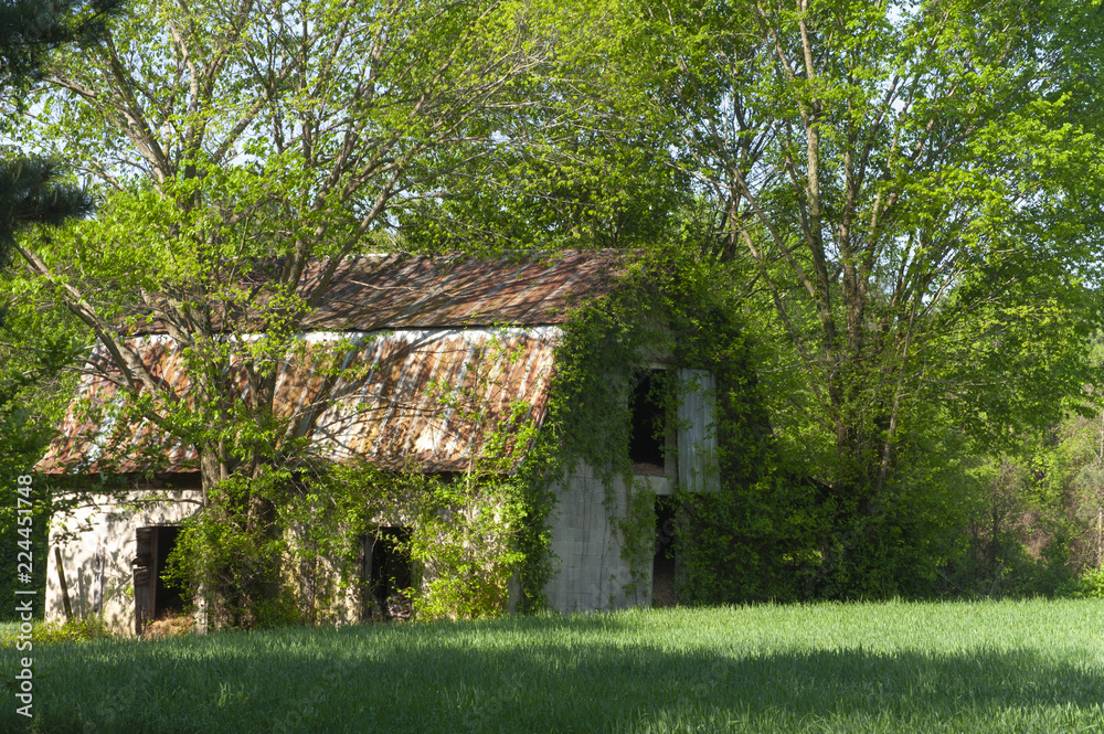 An old shed with overgrowth in the country