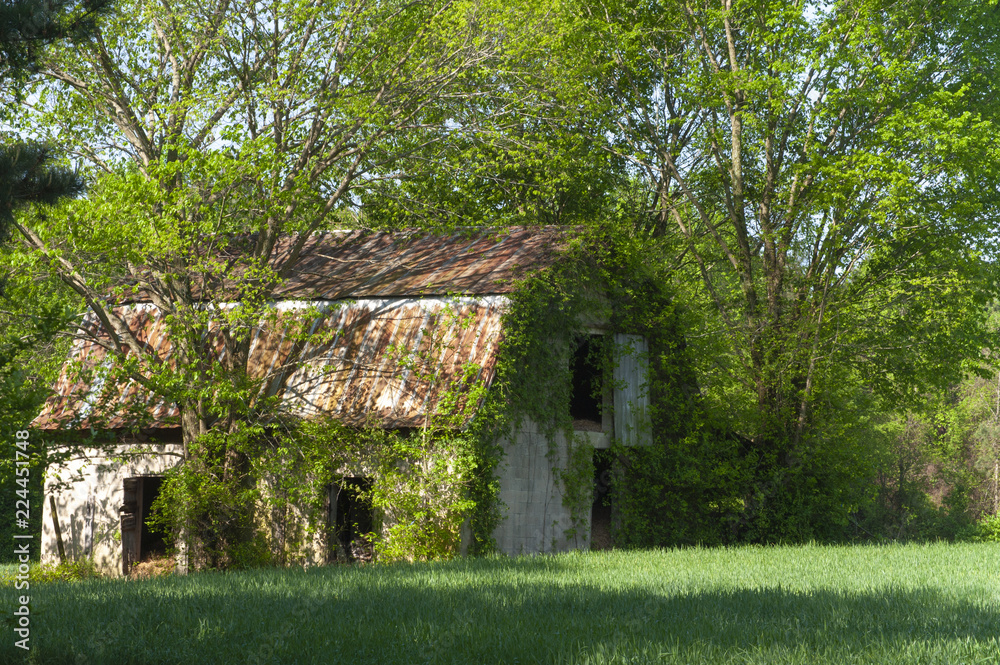 An old shed with overgrowth in the country An old shed with overgrowth in the country