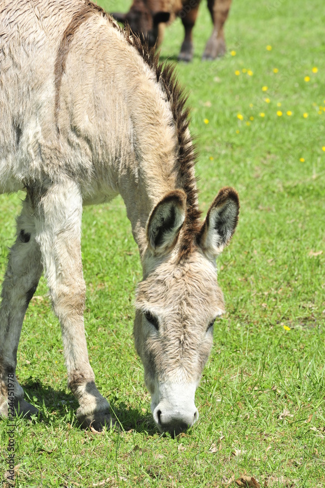 A donkey grazing in a field A donkey grazing in a field