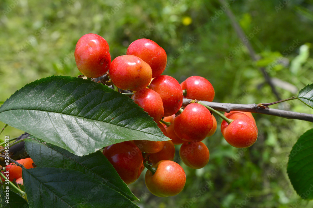 The ripe cherries are on the tree