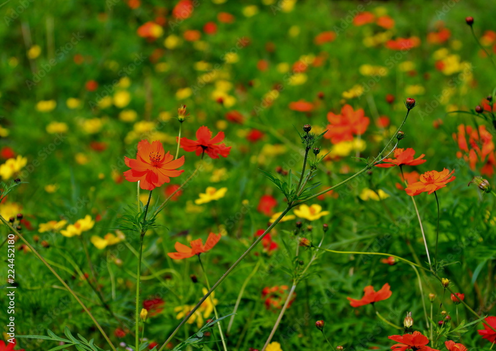 美しいコスモスの花 美しいコスモスの花