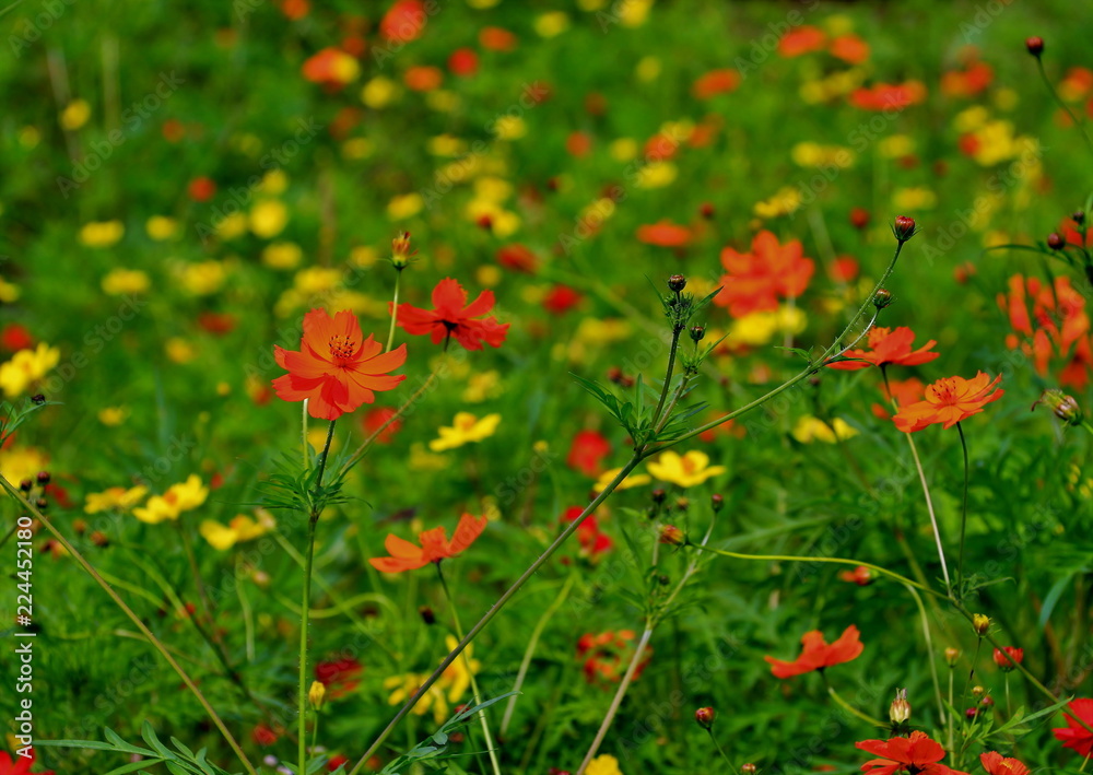 美しいコスモスの花